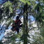 Pielęgnacja drzew Tomasz Klonowski, profesjonalnie pielęgnuje drzewa